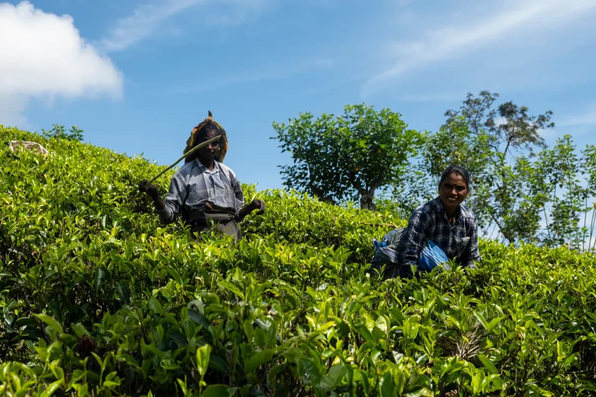 Tea above the cloud line Sri Lanka