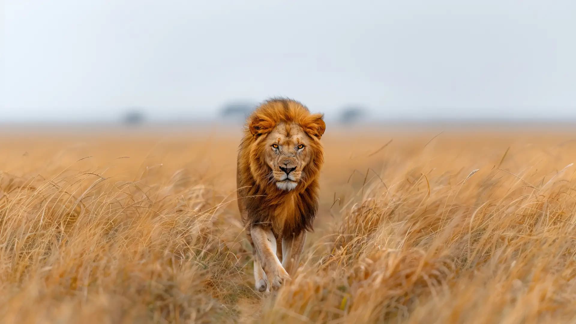 Kenya vs Tanzania: which safari?