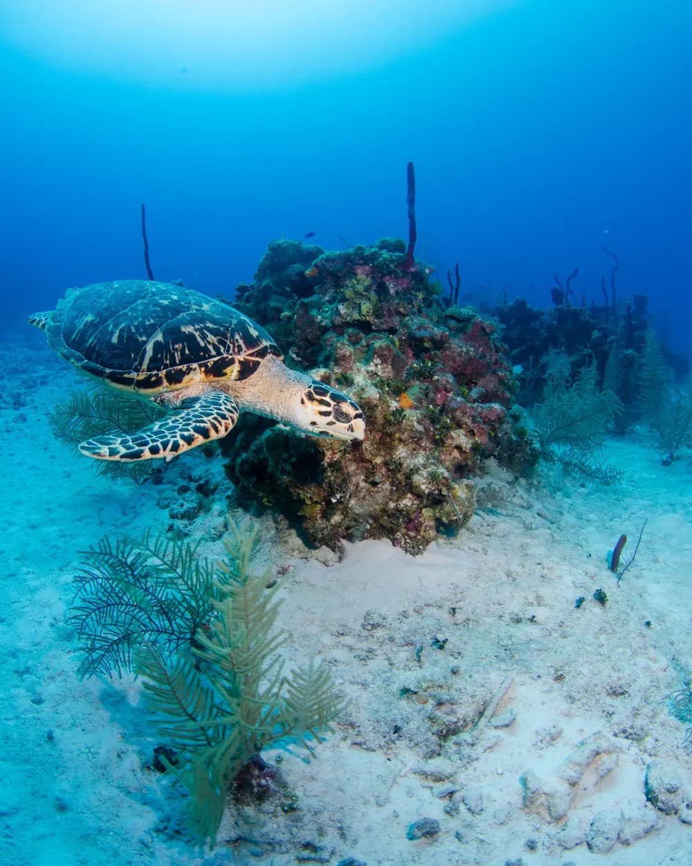 The reef at first light Maldives