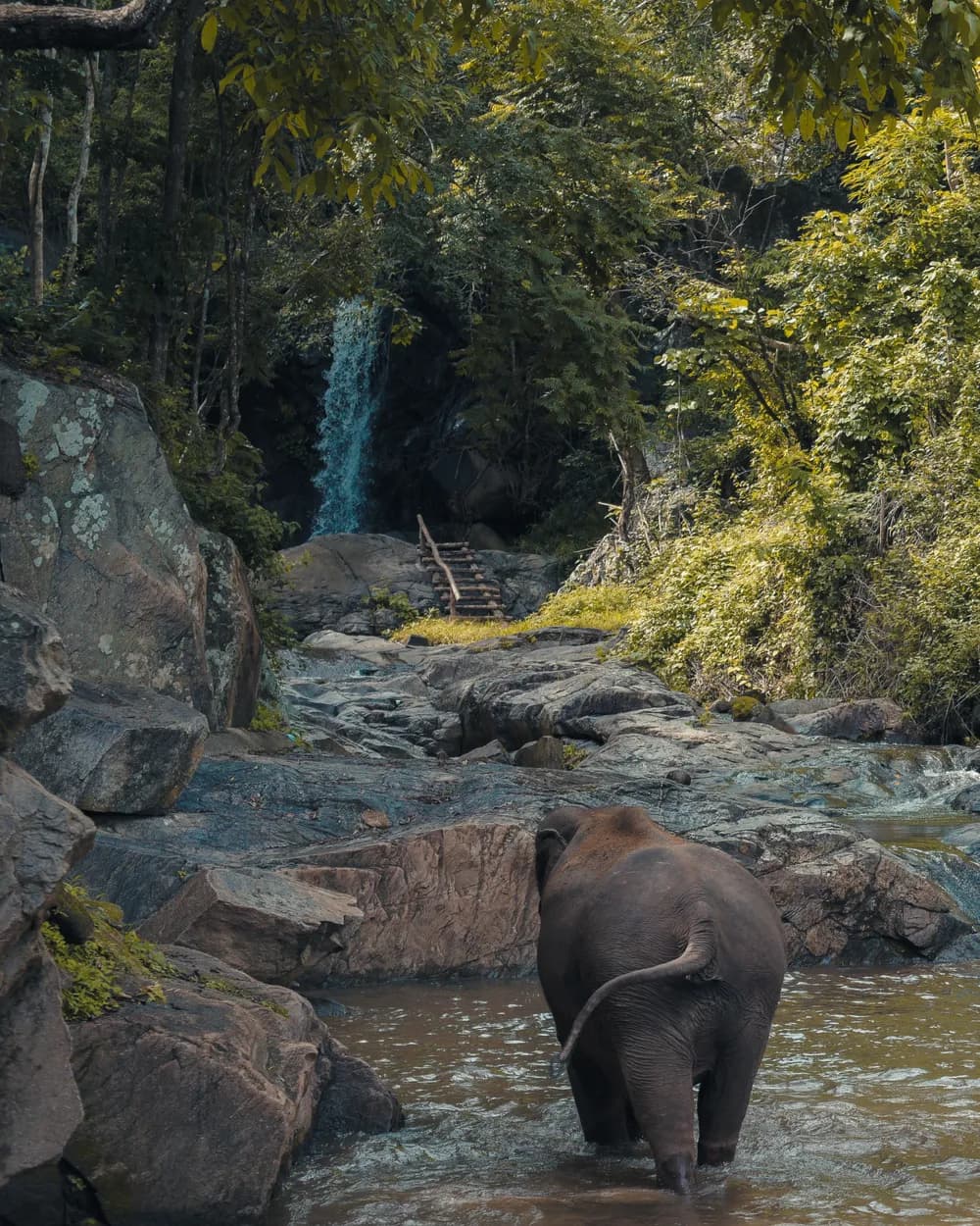 Tea terraces, the highlands