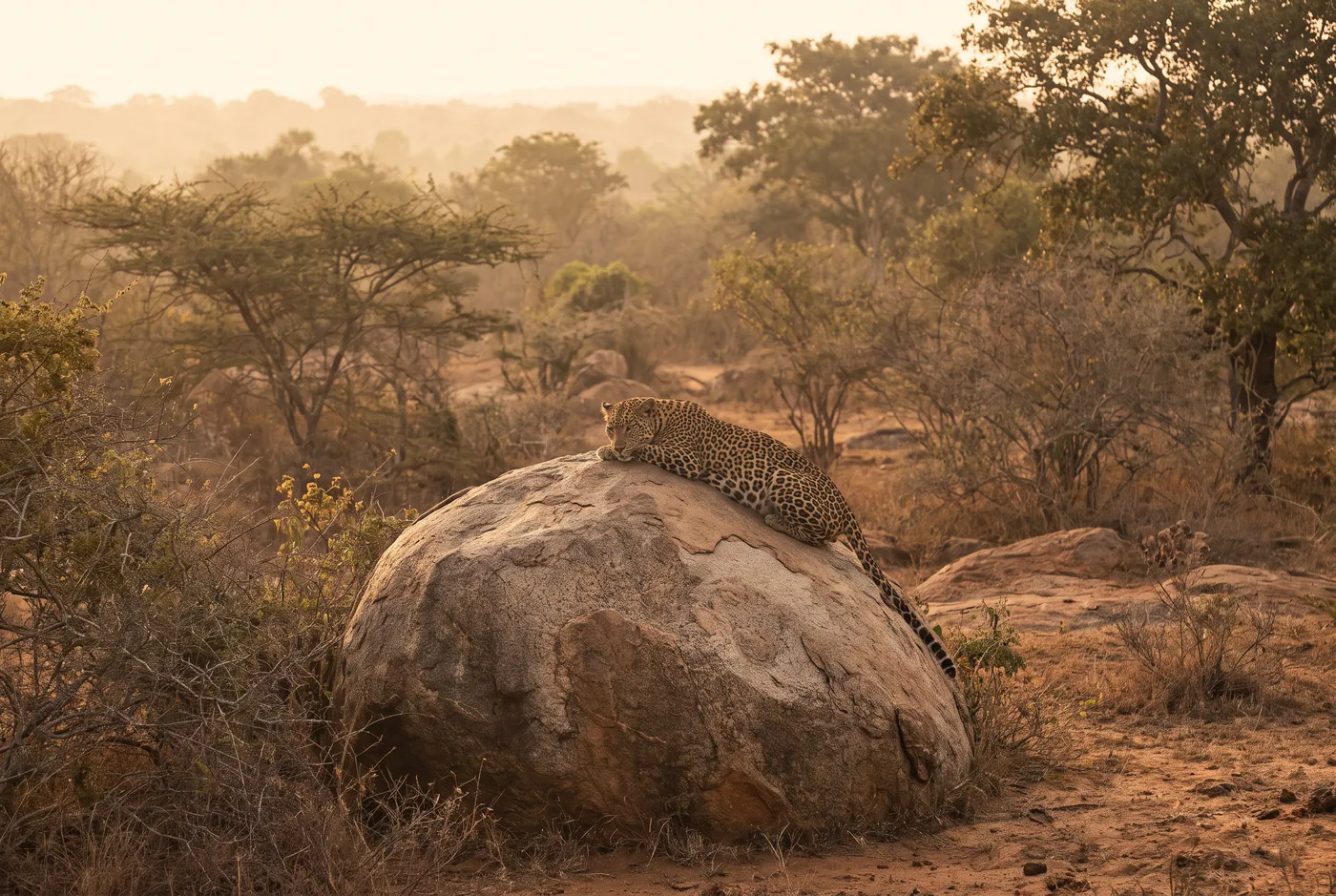 A leopard resting on a rock at golden hour in Yala National Park, Sri Lanka