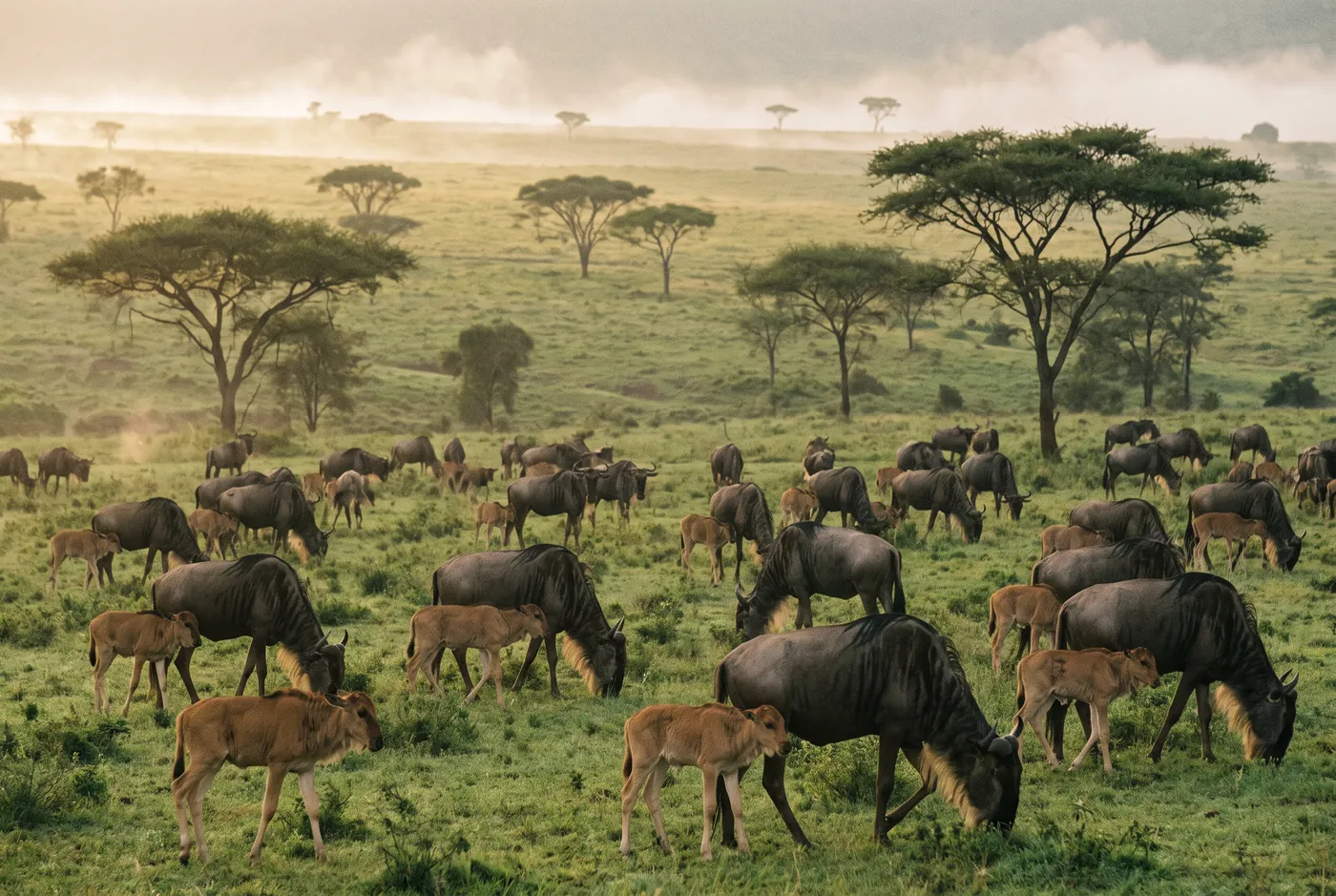 Wildebeest with young calves on the green southern Serengeti plains during calving season