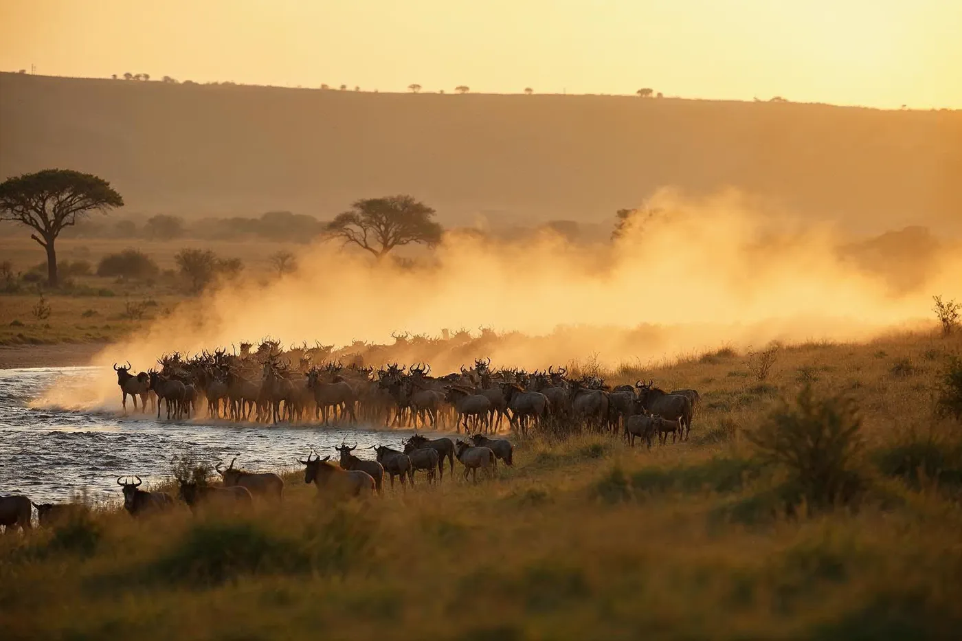 Wildebeest and zebra herds gathered to cross the Mara River during the Great Migration in Kenya at golden morning light