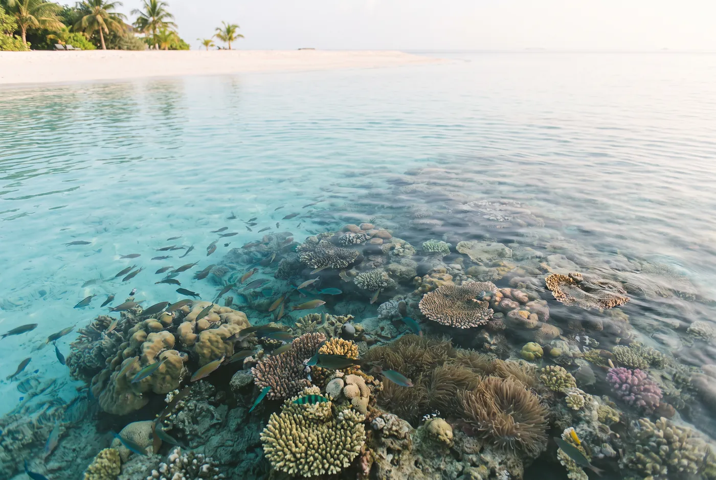 A vivid house reef of coral and fish in the clear turquoise shallows beside a Maldives island